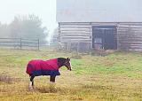 Horse & Barn_09790